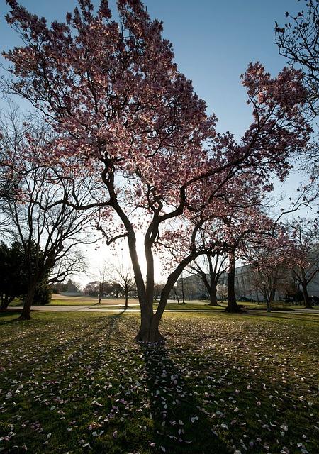 Exploring Washington DC: A Comprehensive Guide to History, Culture, and Must-See Attractions